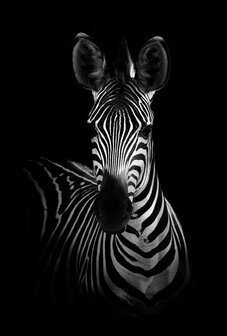 Wandplaat Zebra