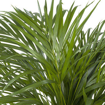 Areca / Dypsis Palm(Areca)