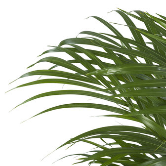 Areca / Dypsis Palm(Areca)