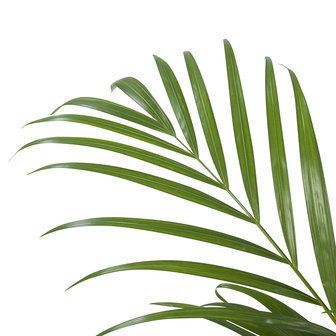 Areca / Dypsis Palm(Areca)