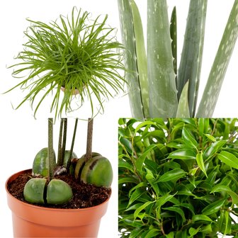 &quot;Kattengras, Treurvijg, Alo&euml; , Australische kastanje(&quot;Cyperus Alternifolius &#039;Zumula&#039;, Ficus Babilatos, Alo&euml; Vera,Castano&#039;s)