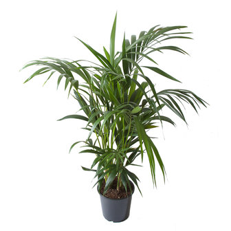 Kentia Palm(Howea Fosteriana)