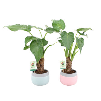 Alocasia Cucculata op Stam(ALO12MINT)