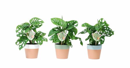 Trio Monstera Monkey Leaf in Romy keramiek(MML12MKRO)