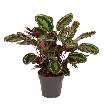 Calathea Medaillon(CALMED27090)
