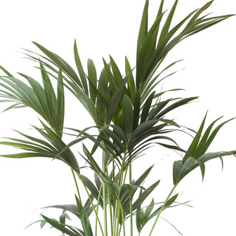 Kentia Palm(A 24 - 130)