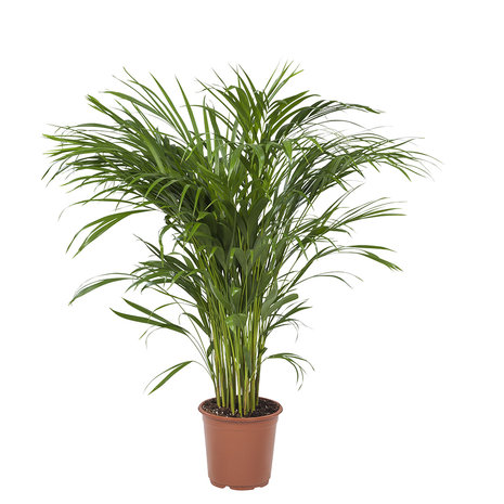 Areca / Dypsis Palm(Areca)