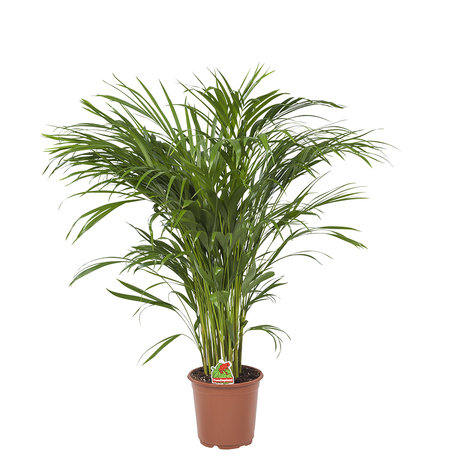 Areca / Dypsis Palm(Areca)