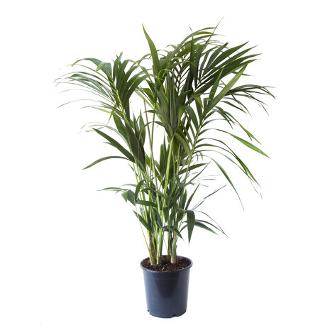 Kentia Palm(A 24 - 130)