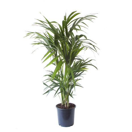 Kentia Palm(A 24 - 130)