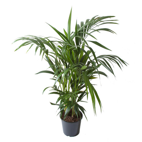 Kentia Palm(A 24 - 130)