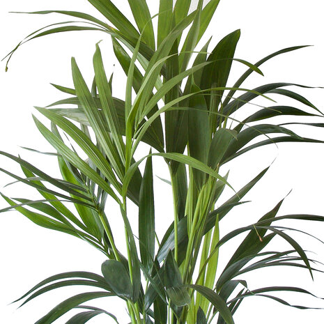 Kentia Palm(A 24 - 130)